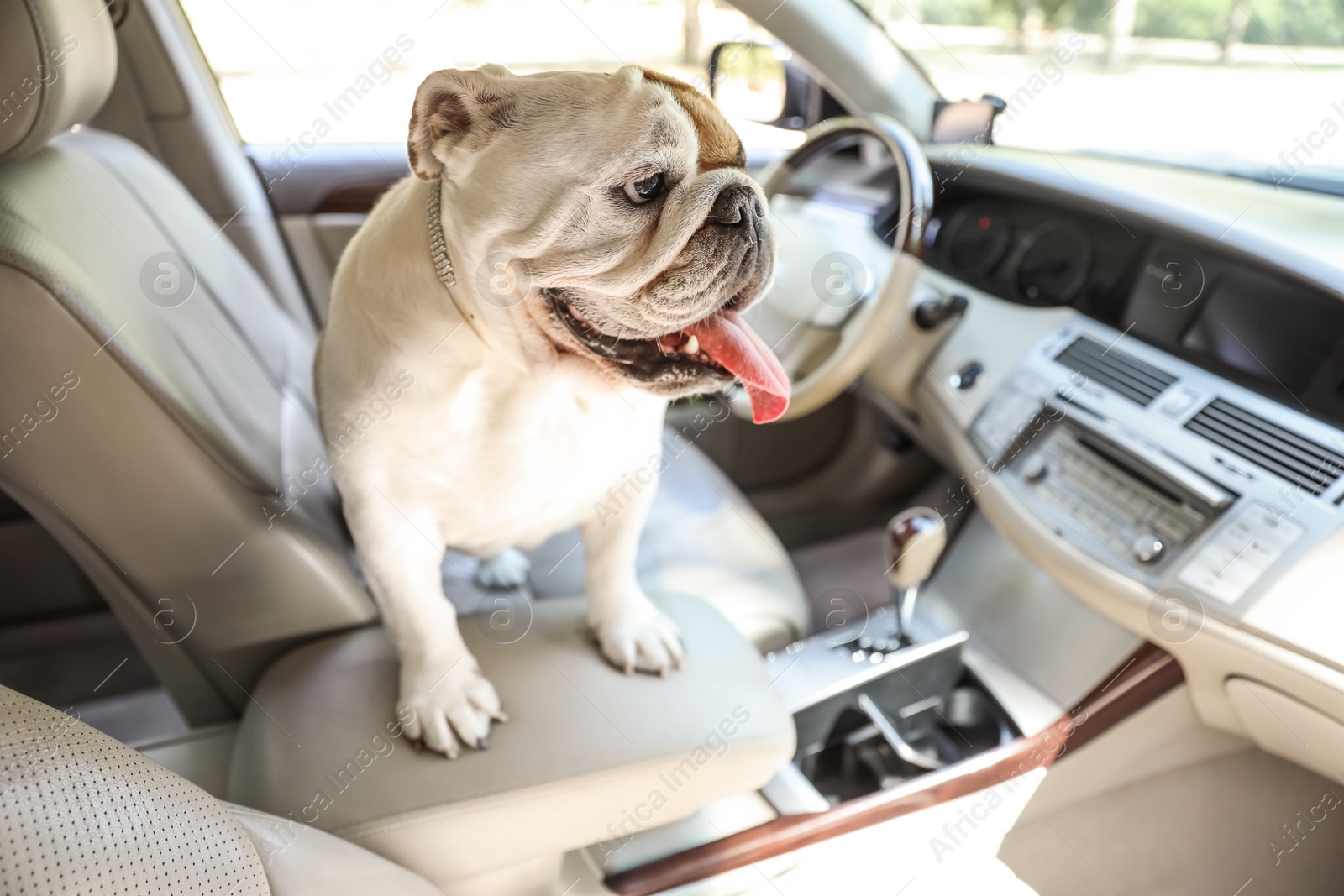 Photo of Adorable funny English bulldog inside modern car