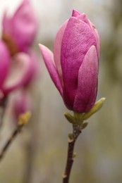 Photo of Beautiful bud of magnolia tree on blurred background, closeup