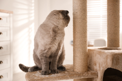 Cute Scottish fold on cat tree at home. Fluffy pet