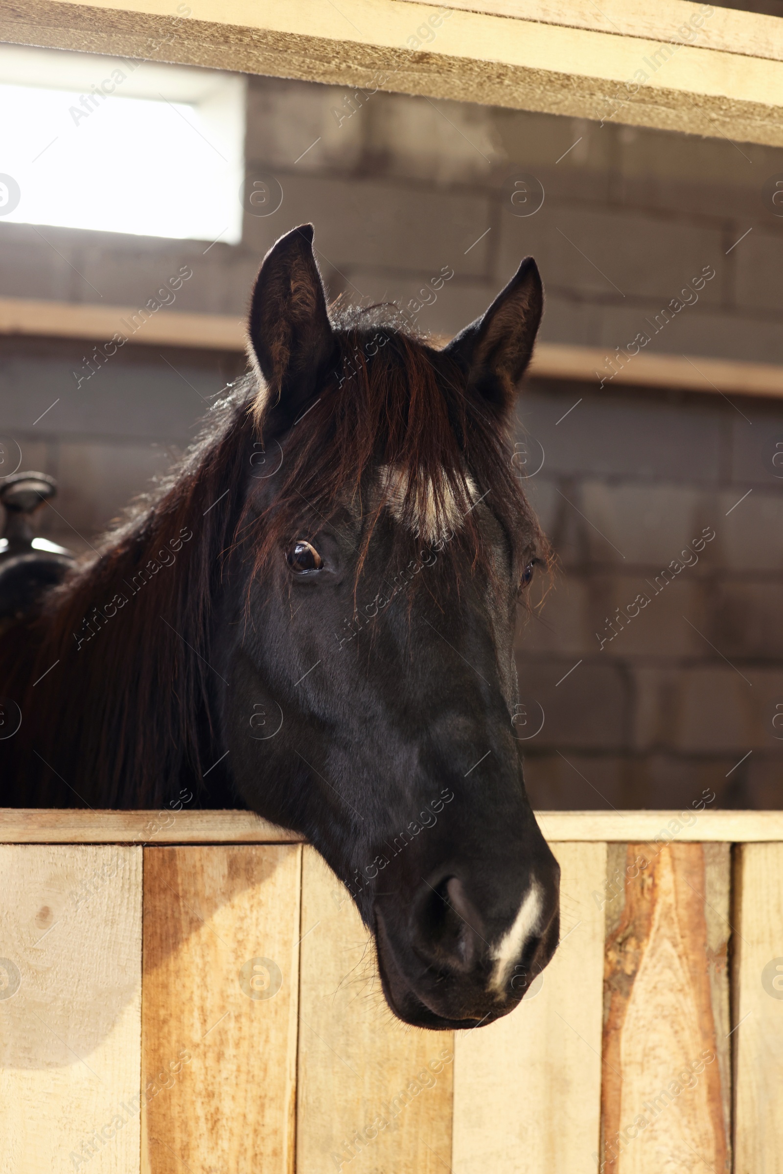 Photo of Adorable black horse in wooden stable. Lovely domesticated pet