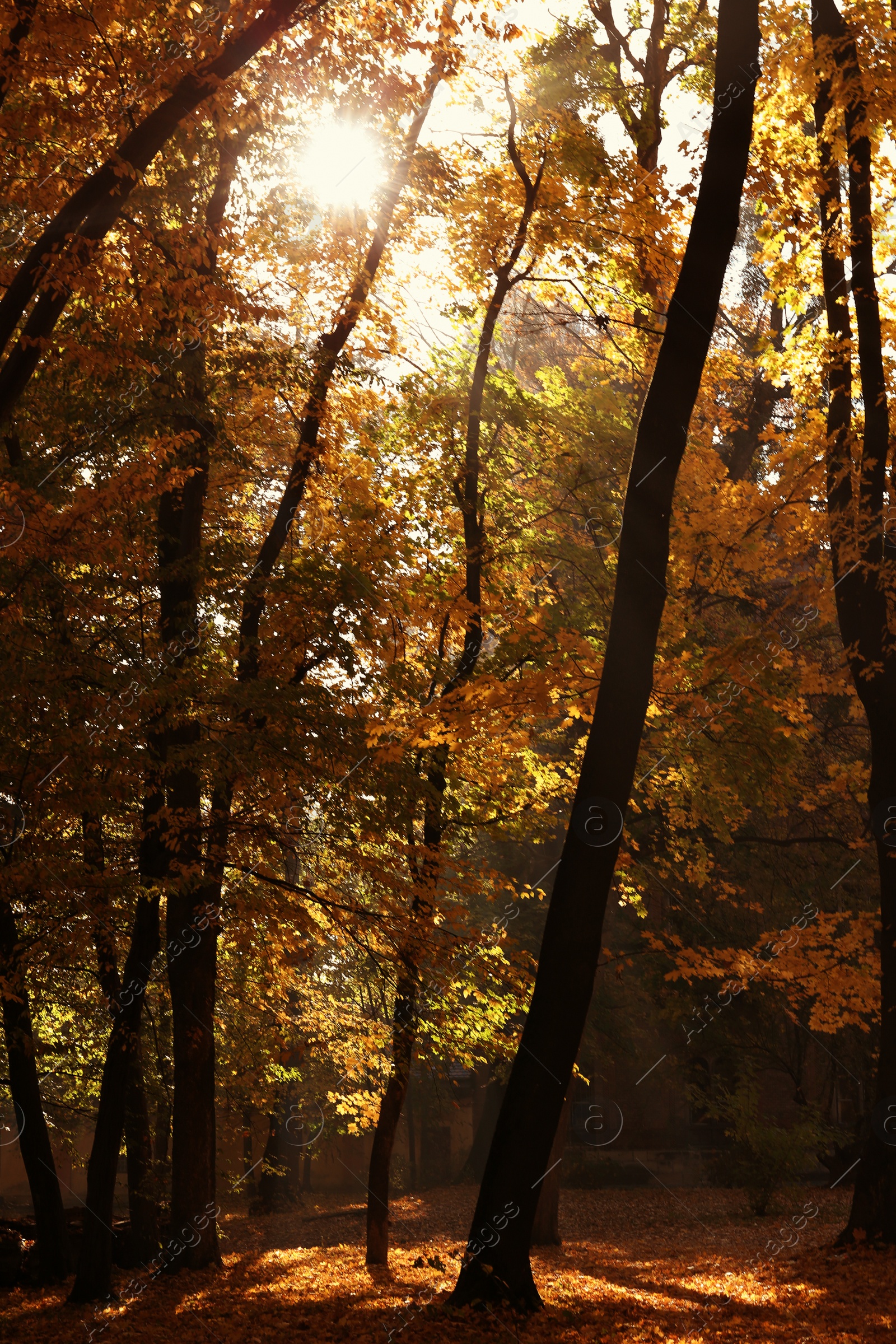 Photo of View of beautiful autumn park with dry leaves on ground