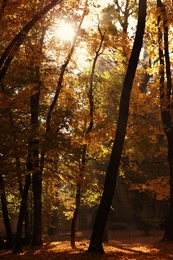 View of beautiful autumn park with dry leaves on ground