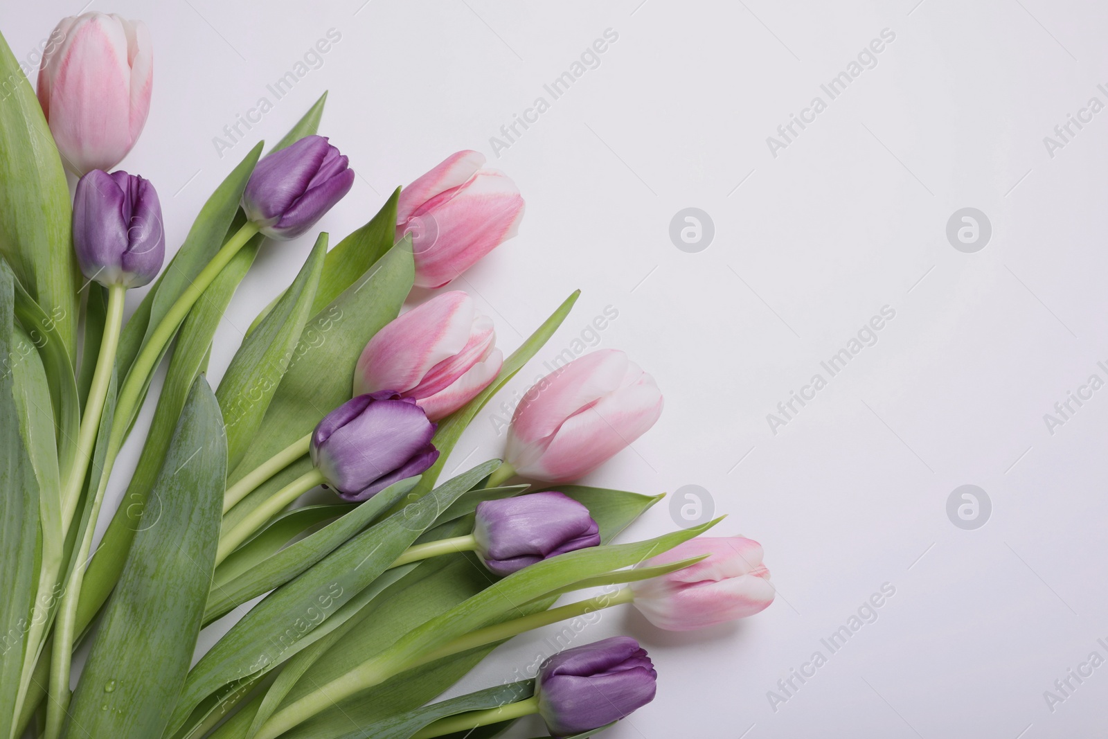 Photo of Beautiful tulips on light background, flat lay. Space for text