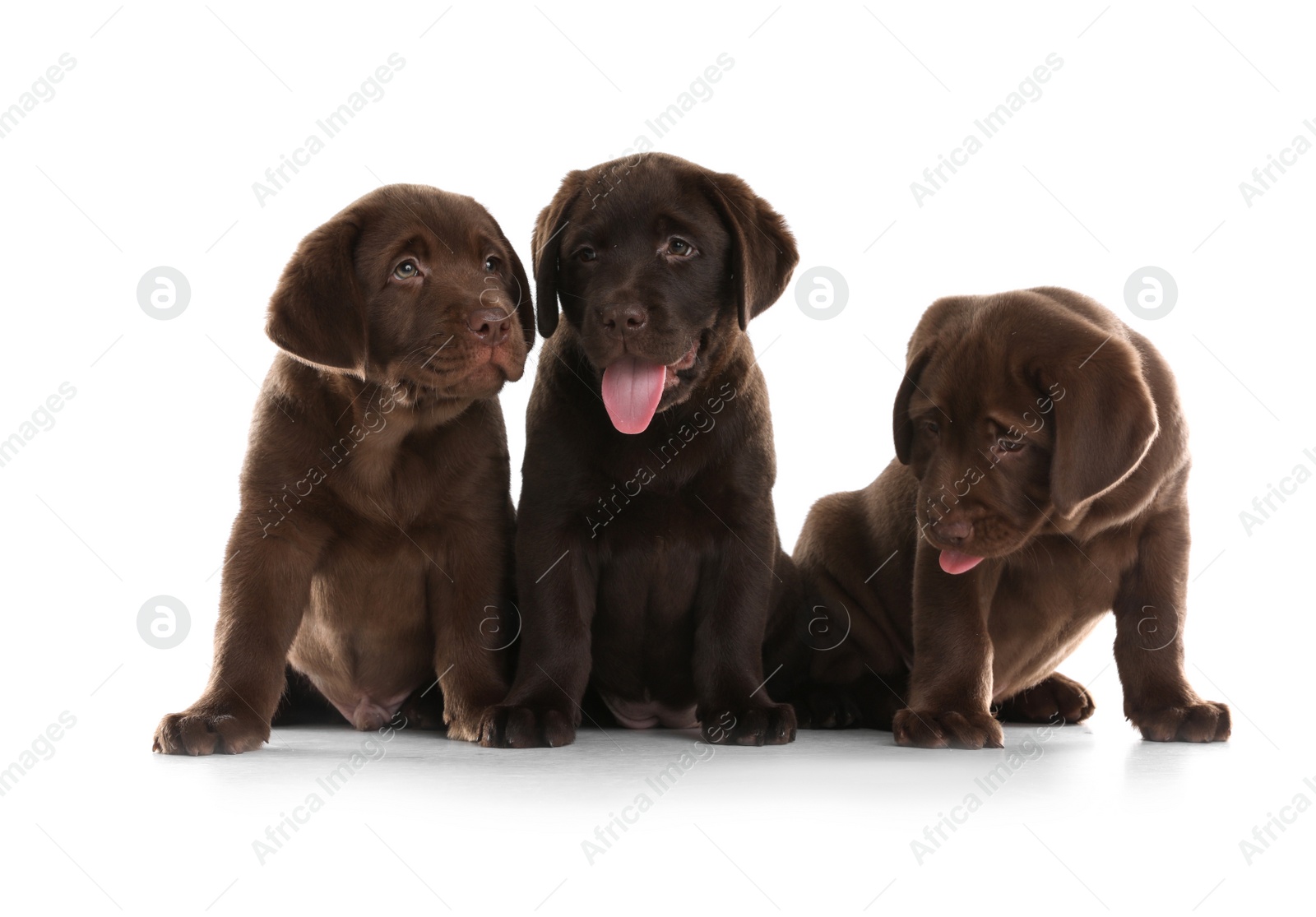 Photo of Chocolate Labrador Retriever puppies on white background