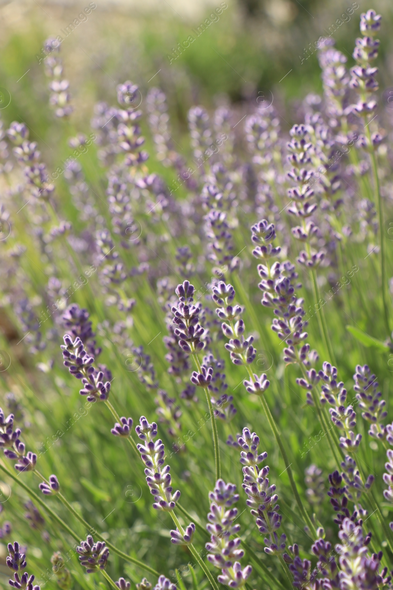 Photo of Beautiful blooming lavender plants in field on sunny day, closeup