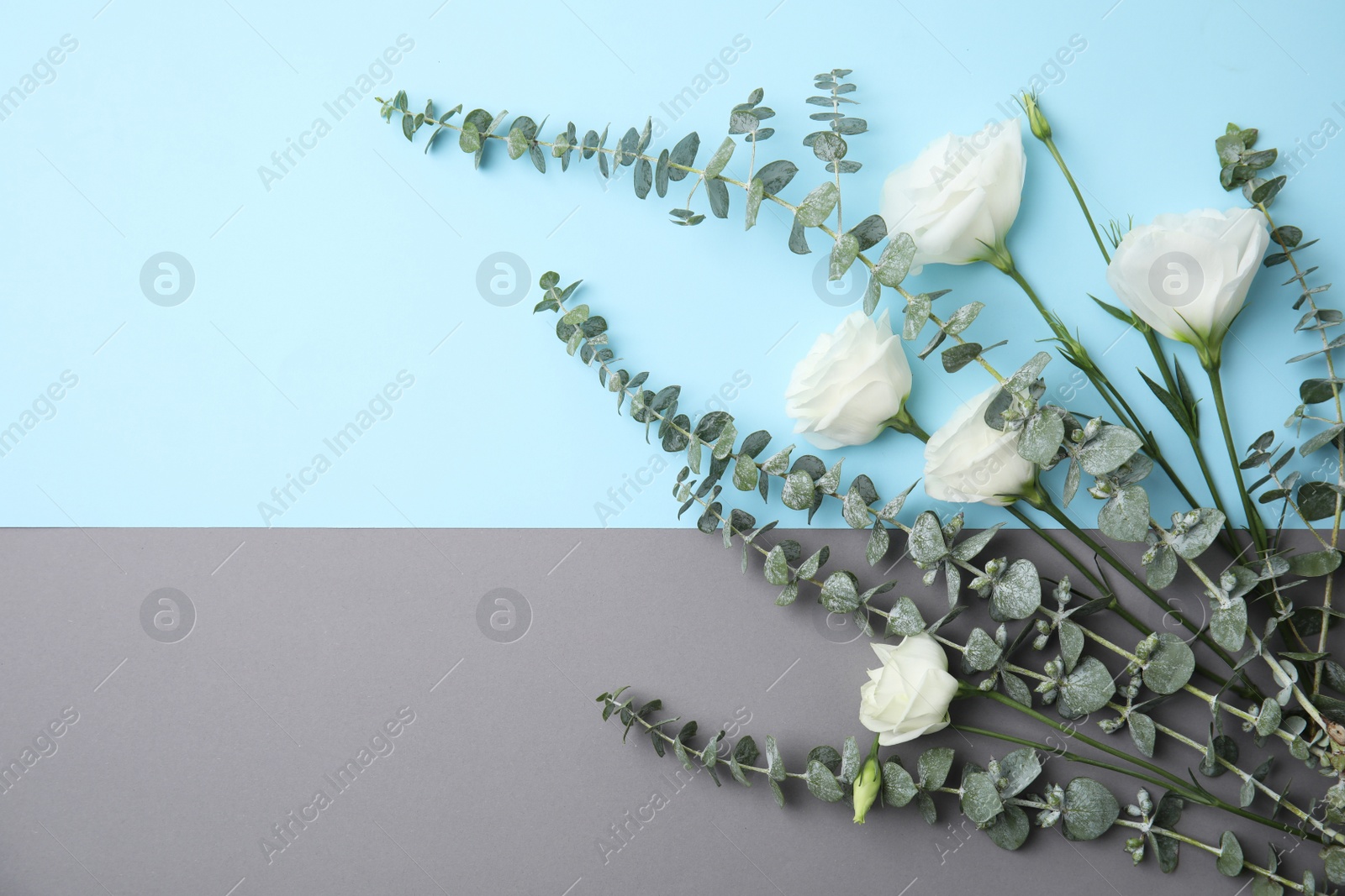 Photo of Eucalyptus branches with fresh green leaves and flowers on color background. Flat lay composition with space for design