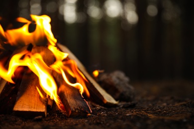 Photo of Beautiful bonfire with burning firewood in forest, closeup. Space for text