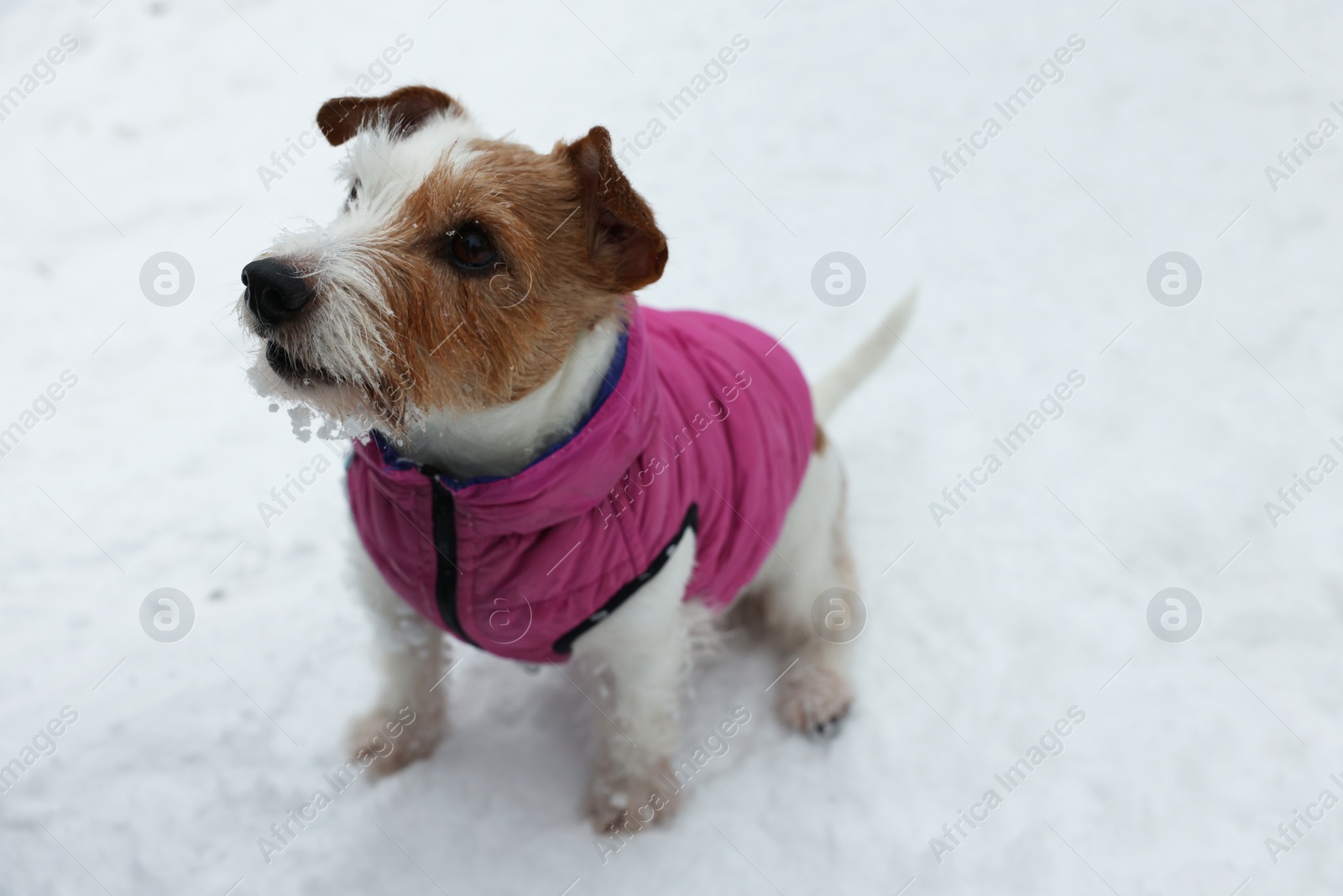 Photo of Cute Jack Russell Terrier in pet jacket on snow outdoors. Space for text