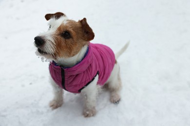 Cute Jack Russell Terrier in pet jacket on snow outdoors. Space for text