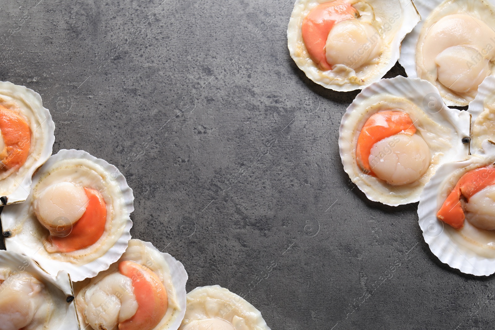 Photo of Many fresh raw scallops in shells on grey table, flat lay. Space for text