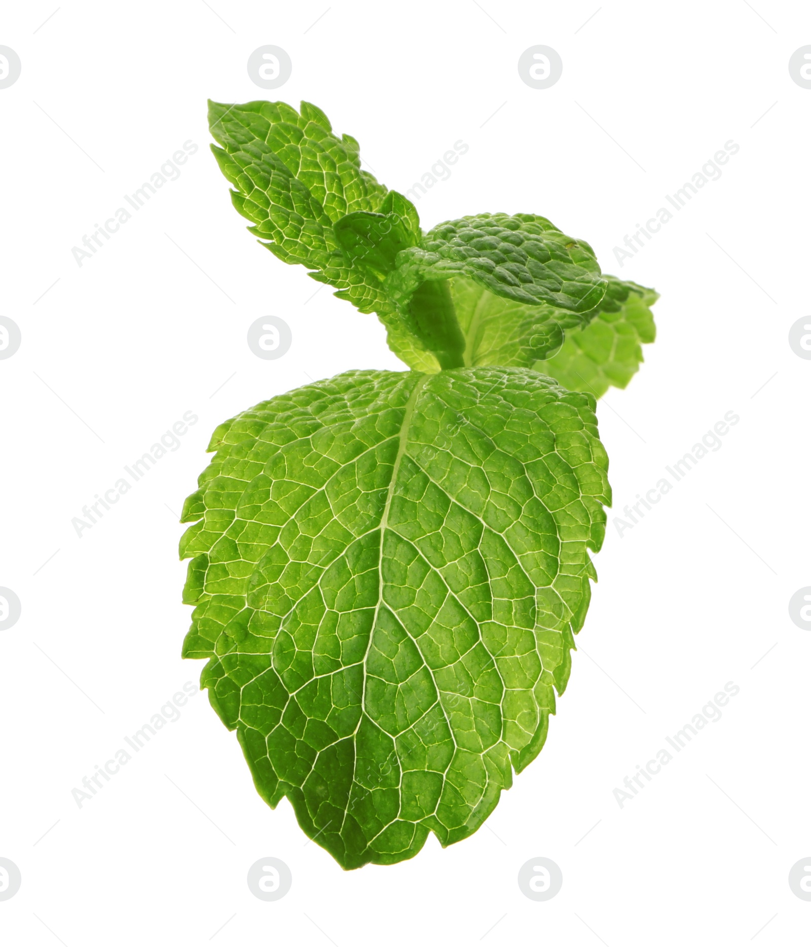 Photo of Fresh green mint leaves on white background