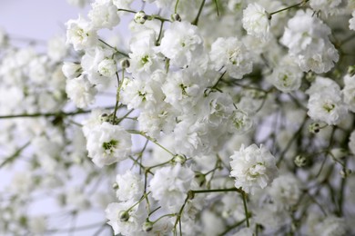 Photo of Beautiful gypsophila flowers on white background, closeup view