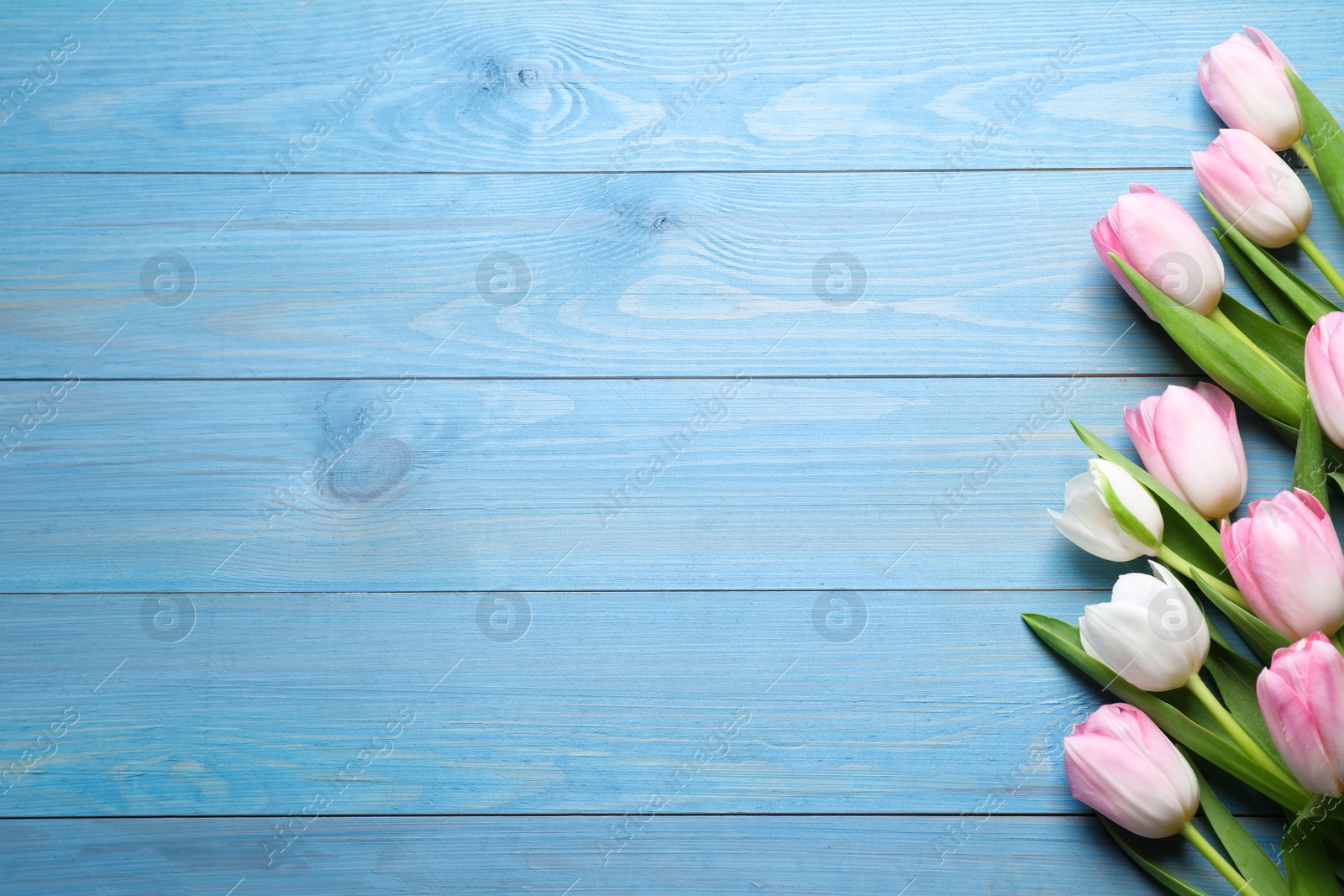 Photo of Beautiful pink spring tulips on light blue wooden background, flat lay. Space for text