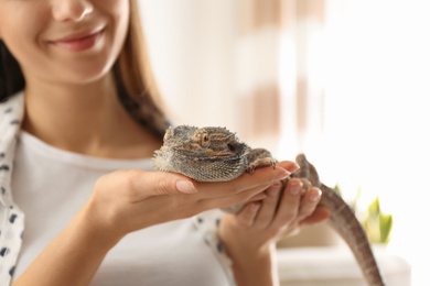 Woman holding bearded lizard indoors, closeup. Exotic pet