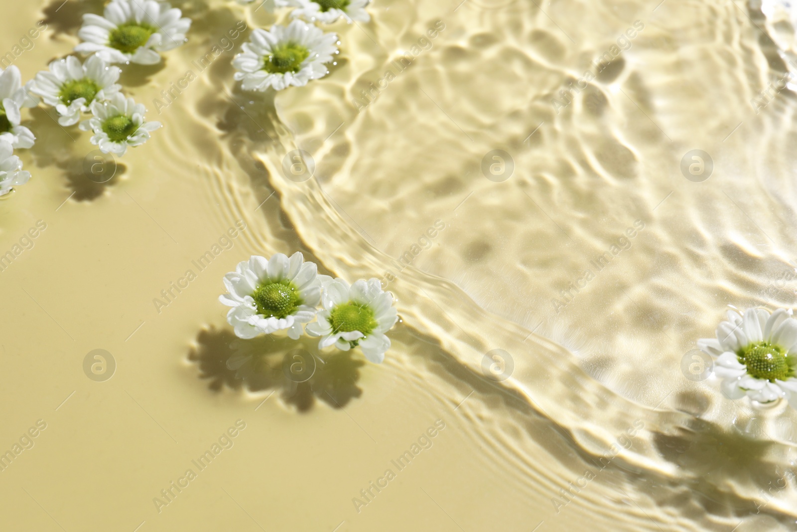 Photo of Beautiful chrysanthemum flowers in water on pale yellow background