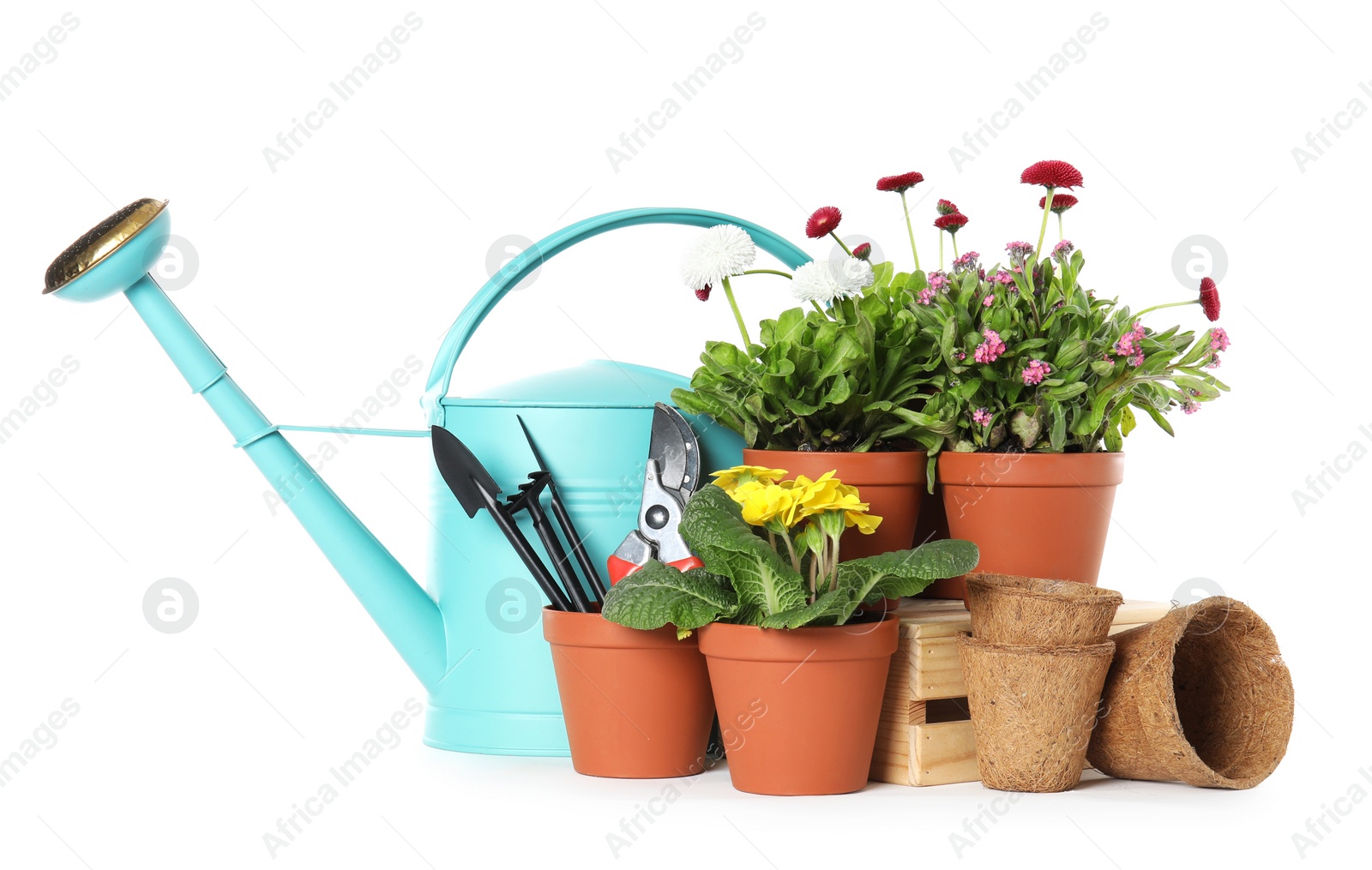 Photo of Potted blooming flowers and gardening equipment on white background