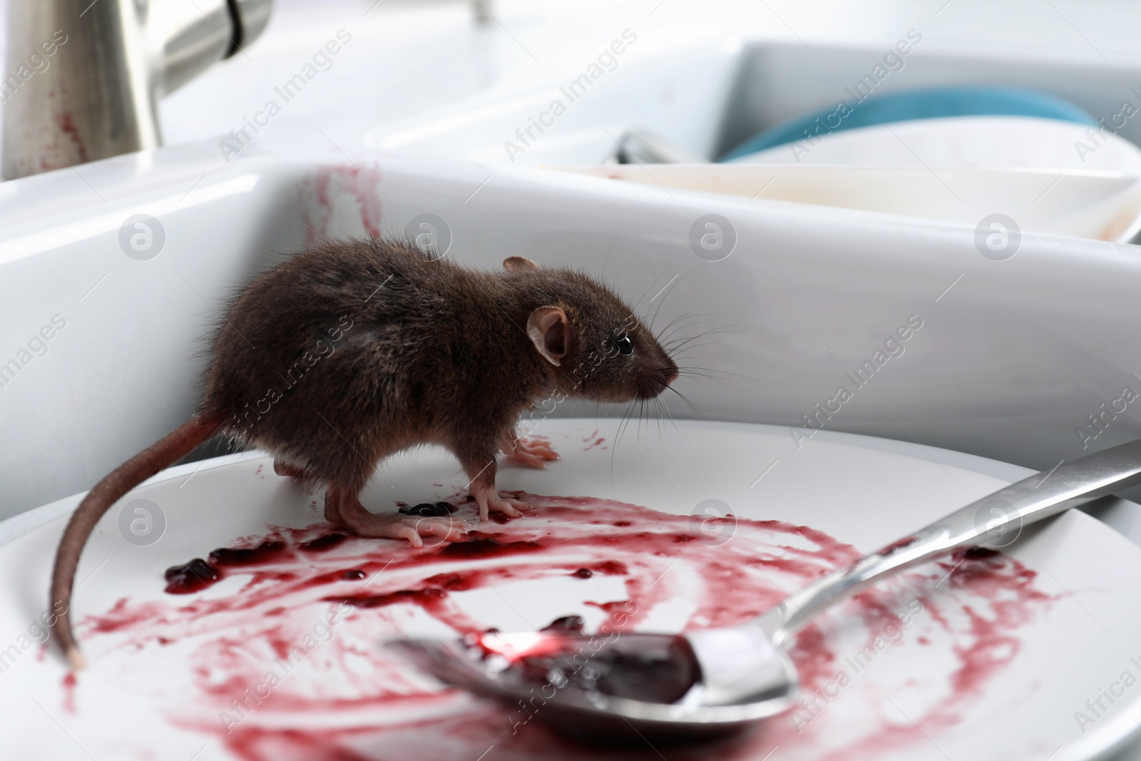 Photo of Rat and dirty dishes in kitchen sink. Pest control