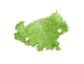 One green lettuce leaf isolated on white