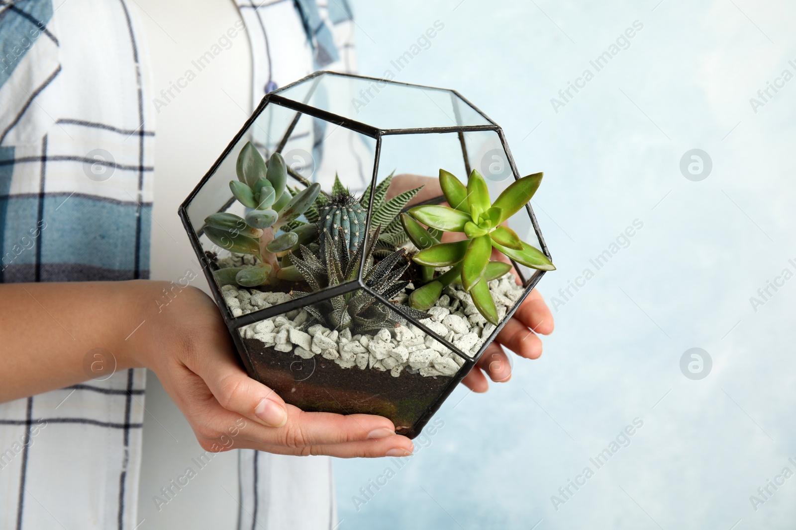 Photo of Woman holding florarium with different succulents on color background, closeup. Space for text