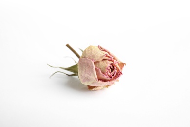 Photo of Beautiful dry rose flower isolated on white