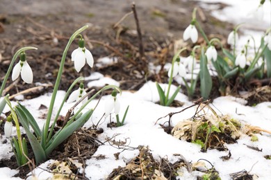 Photo of Beautiful blooming snowdrops growing outdoors. Spring flowers