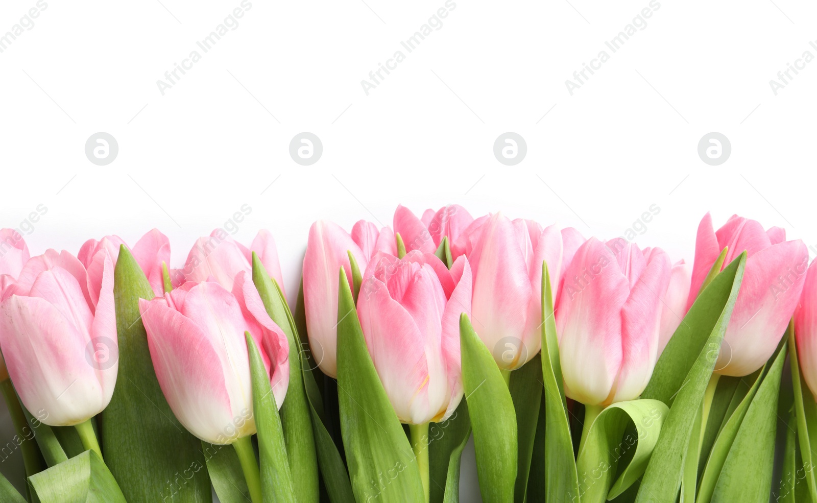 Photo of Beautiful spring tulips on white background, top view. International Women's Day