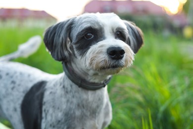 Cute dog with leash on green grass outdoors, closeup