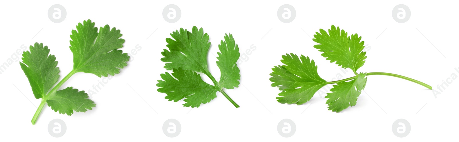 Image of Set with many fresh cilantro leaves on white background