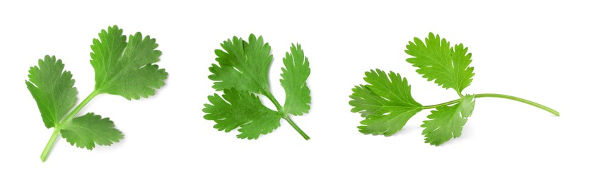 Image of Set with many fresh cilantro leaves on white background