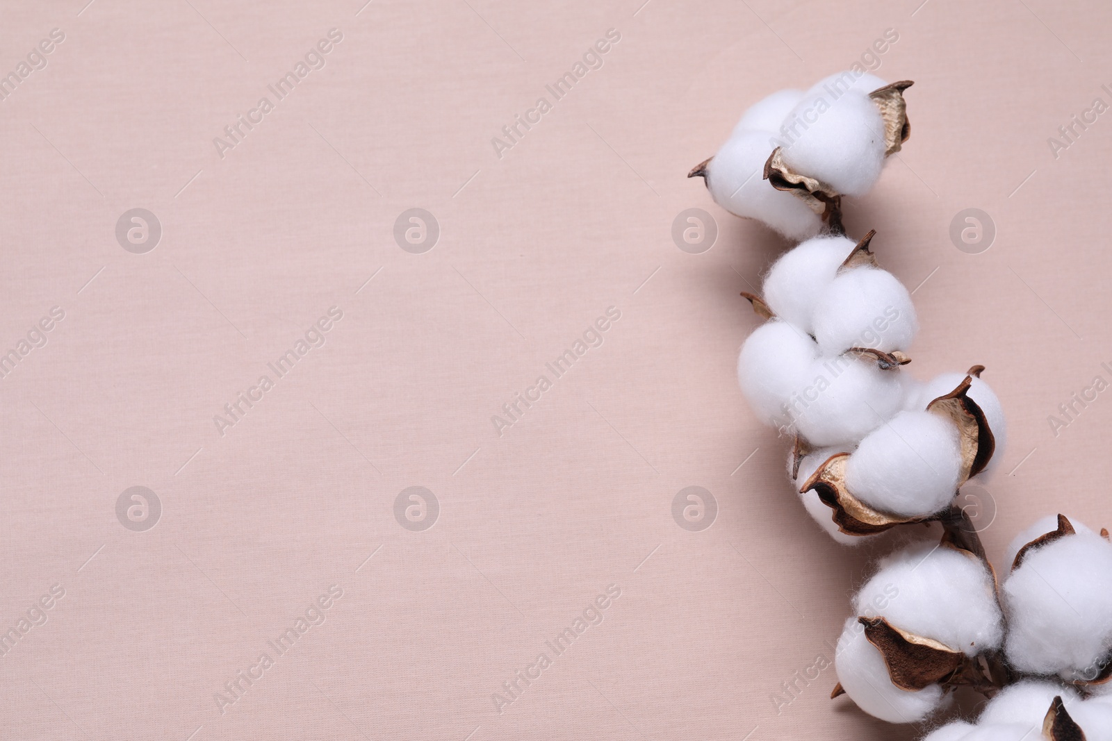 Photo of Cotton branch with fluffy flowers on beige fabric, top view. Space for text