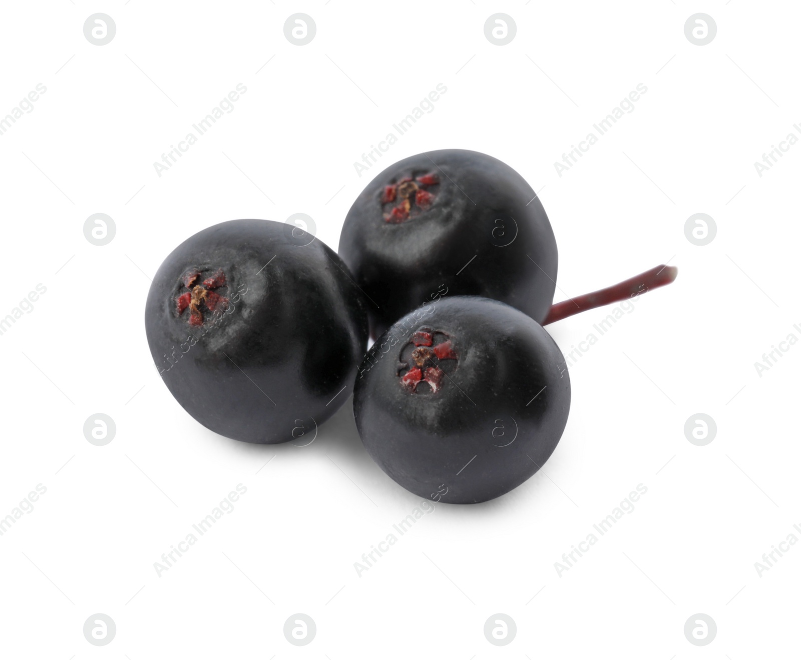 Photo of Delicious ripe black elderberries isolated on white