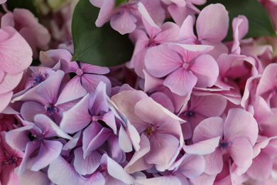 Photo of Beautiful hydrangea flowers as background, closeup view