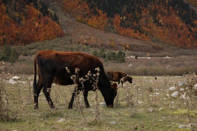 Cow grazing on meadow in mountains outdoors