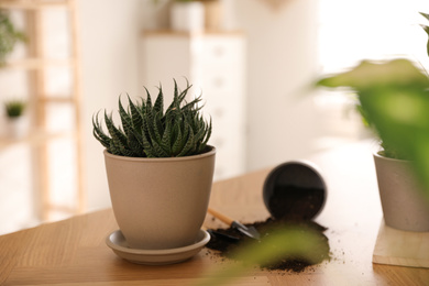 Photo of Beautiful succulent plant on table indoors. Engaging hobby