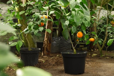 Photo of Potted tangerine trees with ripe fruits in greenhouse