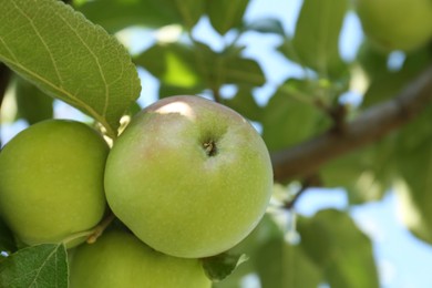 Photo of Fresh and ripe apples on tree branch, closeup. Space for text