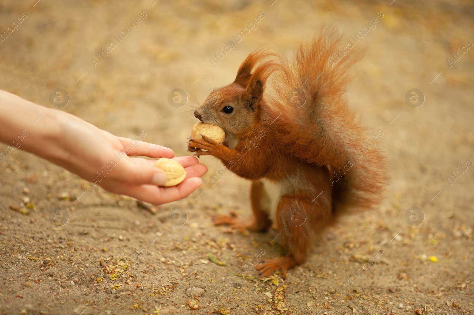 Photo of Woman giving walnuts to cute squirrel outdoors, closeup