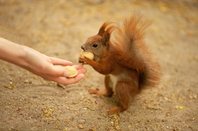 Woman giving walnuts to cute squirrel outdoors, closeup