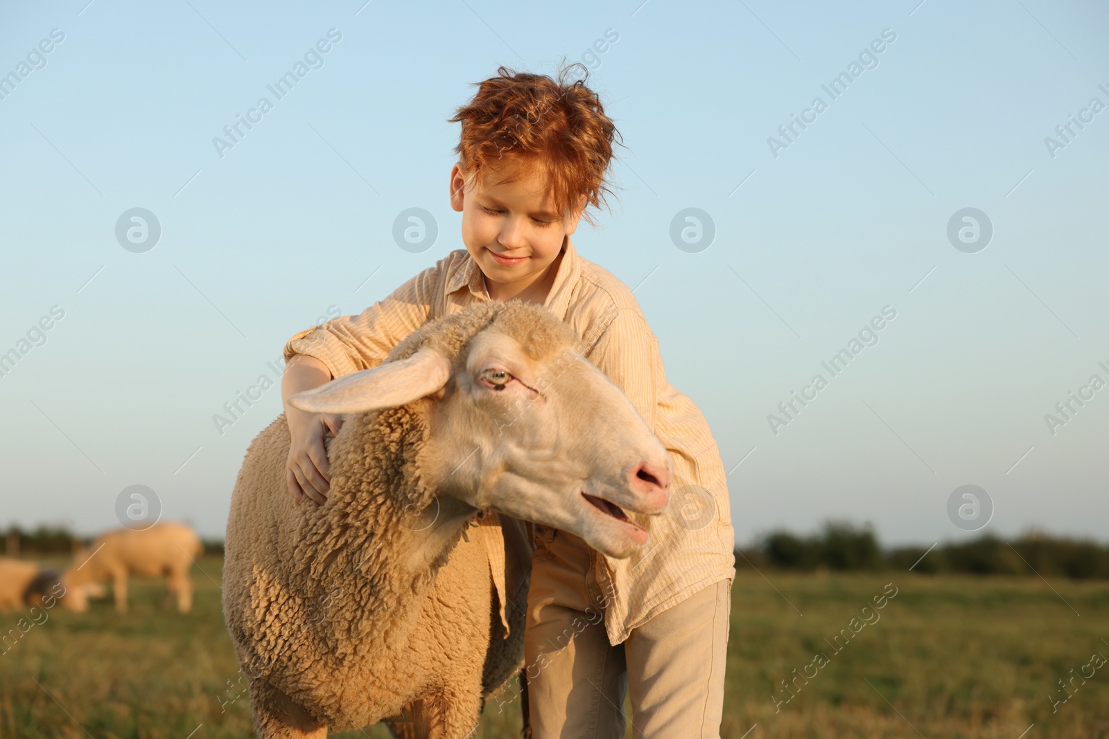 Photo of Boy stroking sheep on pasture. Farm animal