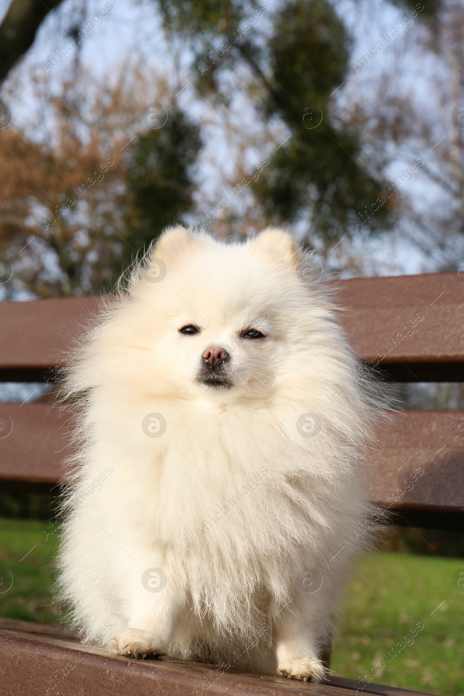 Photo of Cute fluffy Pomeranian dog on wooden bench outdoors. Lovely pet