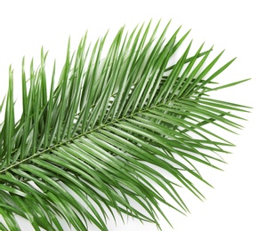 Photo of Beautiful tropical Sago palm leaves on white background