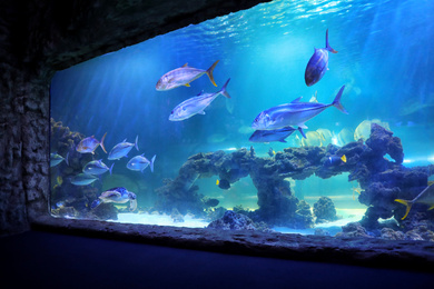 Different fishes swimming in large aquarium with clear water