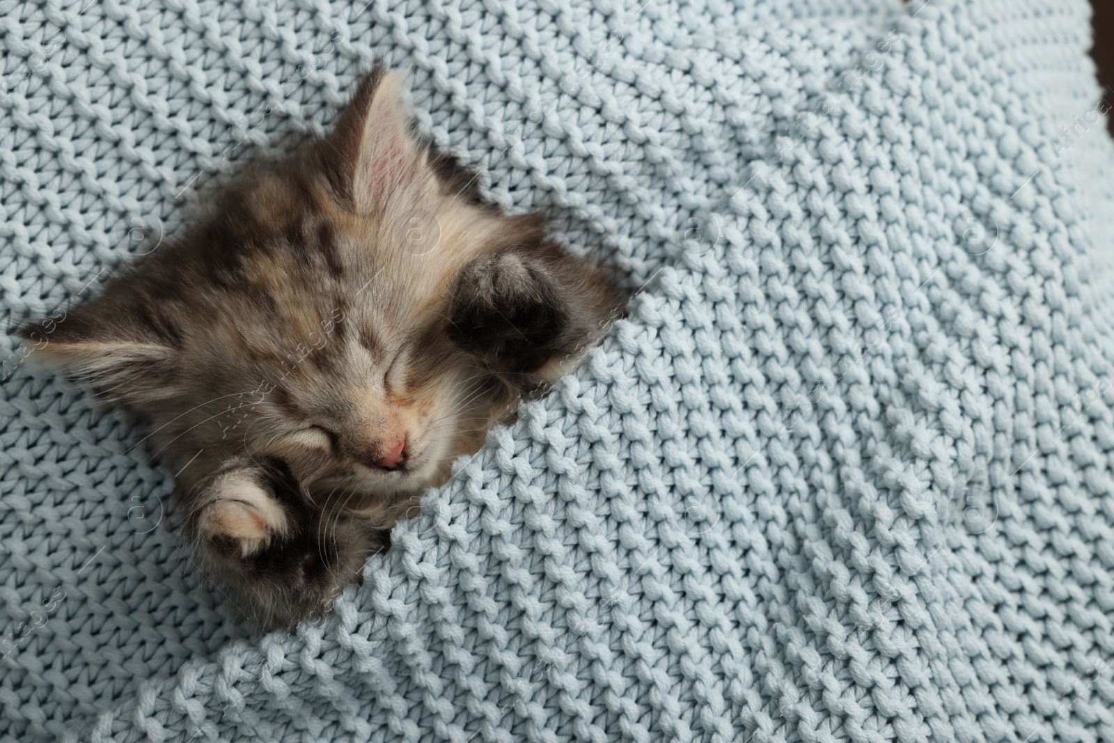 Photo of Cute kitten sleeping in light blue knitted blanket, top view