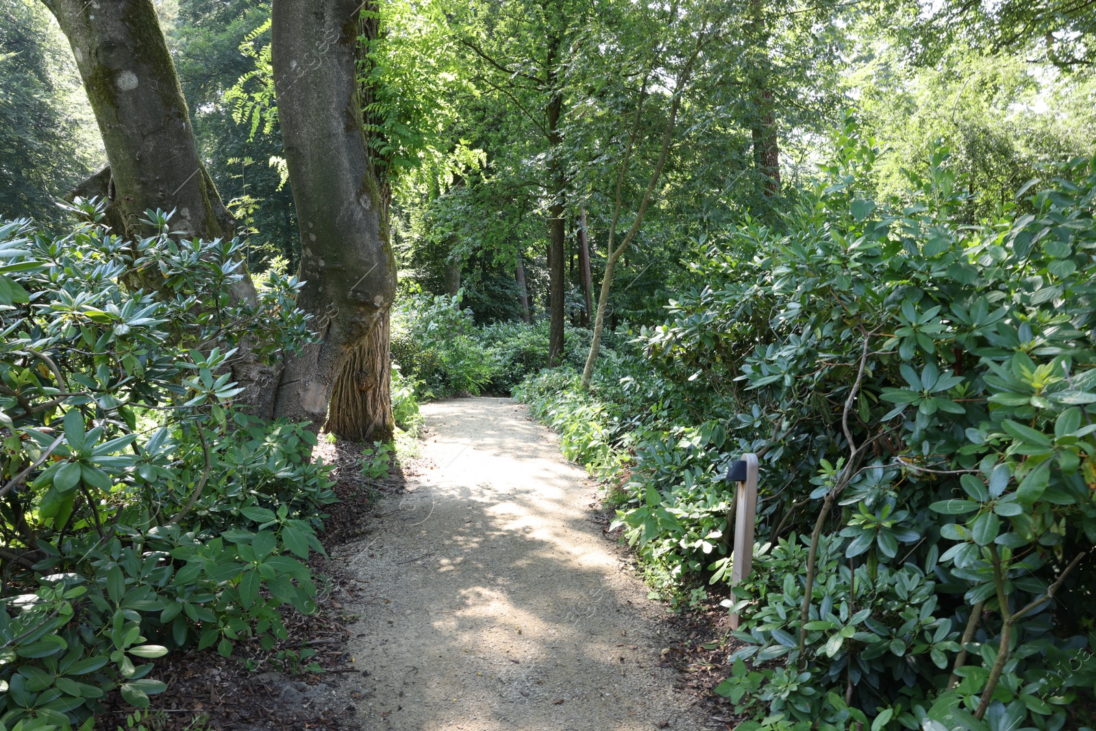 Photo of Picturesque view of path in beautiful forest