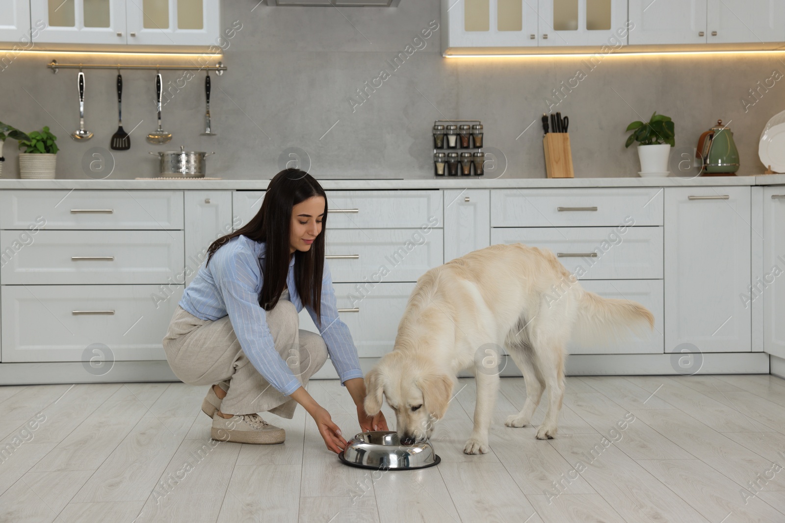 Photo of Beautiful young woman feeding her adorable Labrador Retriever in kitchen