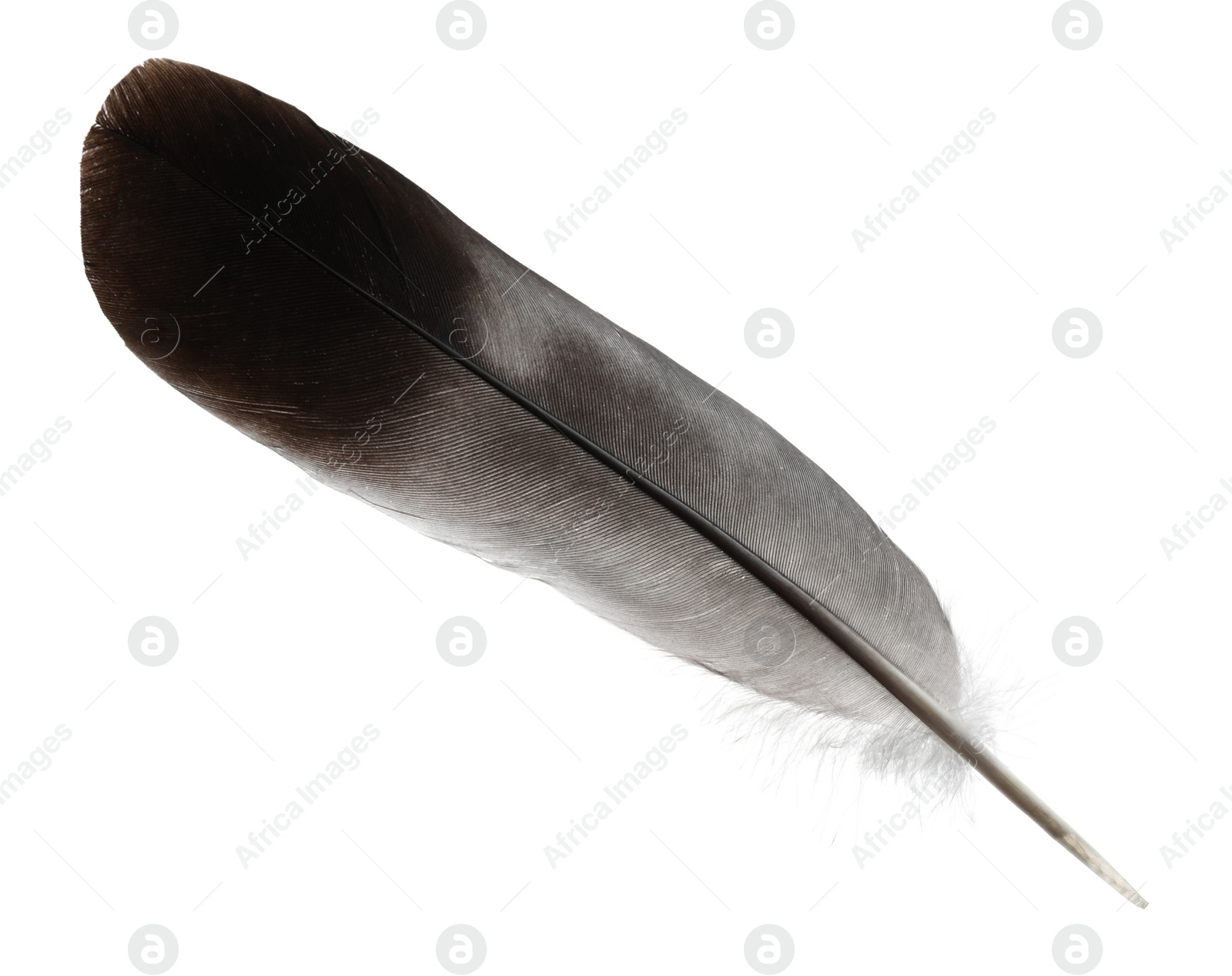 Photo of Beautiful grey bird feather isolated on white