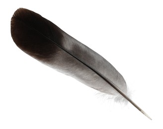 Photo of Beautiful grey bird feather isolated on white