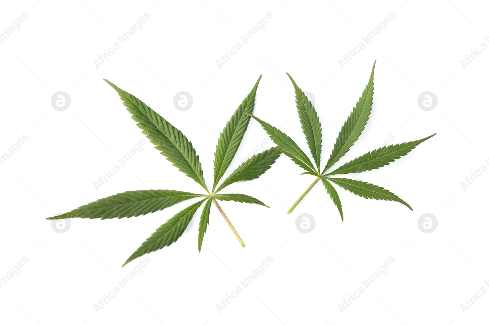 Photo of Fresh green hemp leaves isolated on white, top view