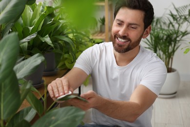 Photo of Man wiping leaves of beautiful potted houseplants indoors