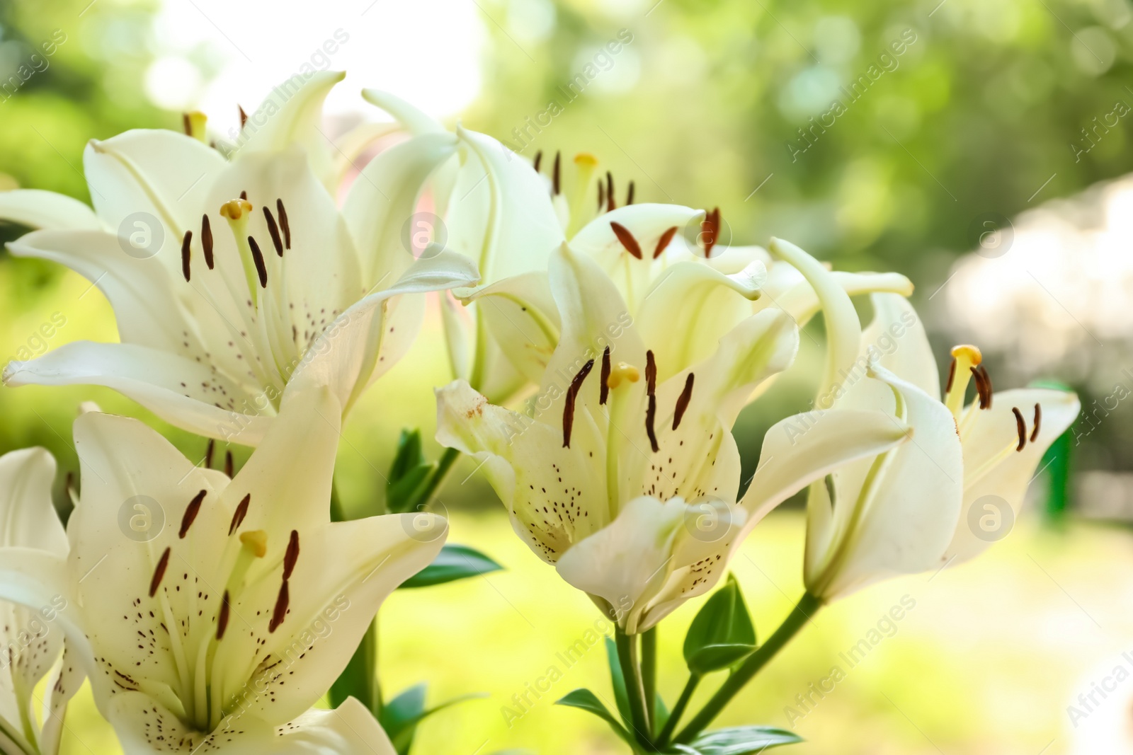 Photo of Beautiful blooming lily flowers in garden, closeup